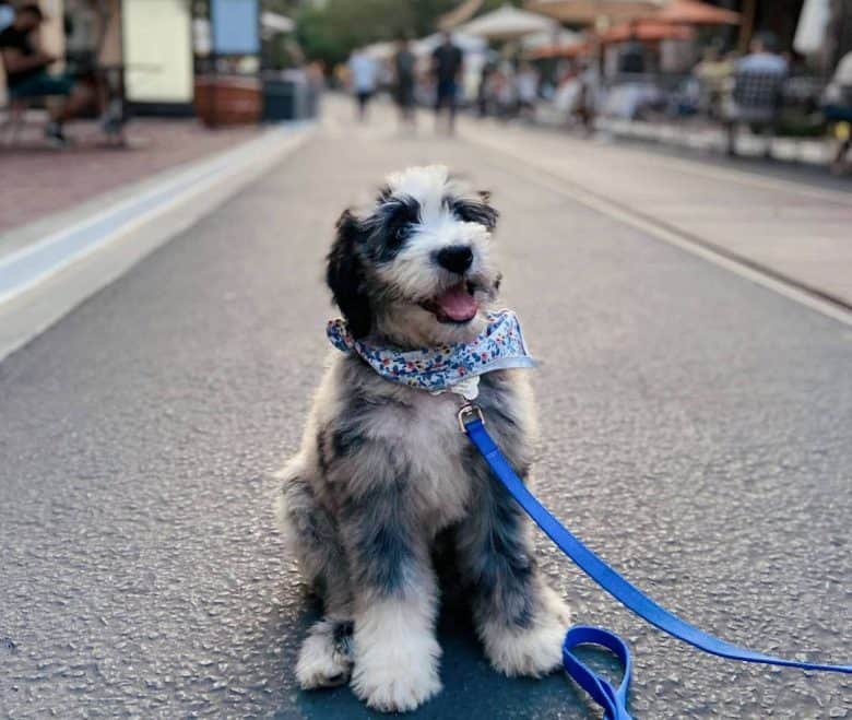 Aussiedoodle mix dog sitting on the street