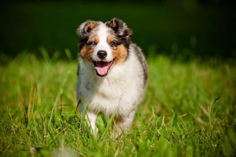 Australian Shepherd puppy