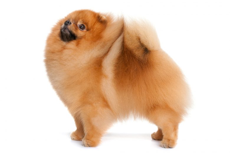 Baby Doll Face Pomeranian standing on a white background
