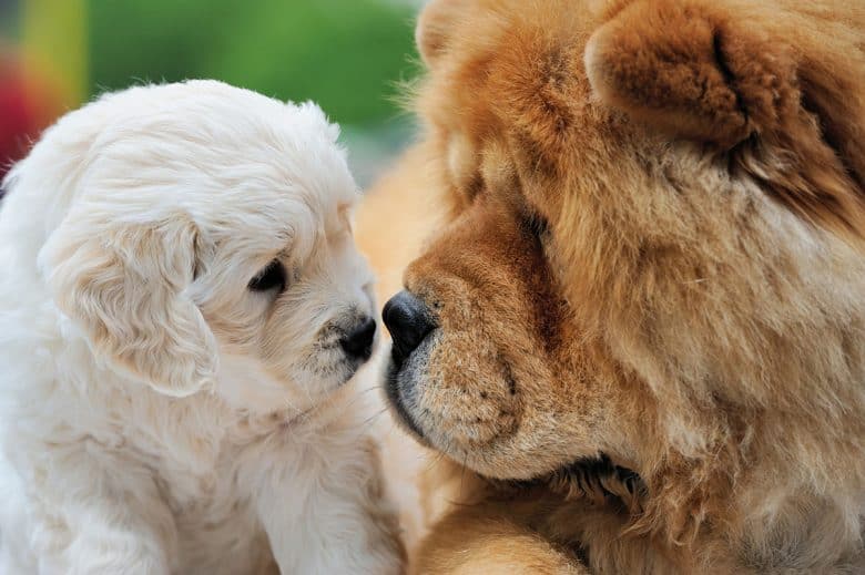 Chow Chow Mixes 25 Different Chow Crossbreeds K9 Web