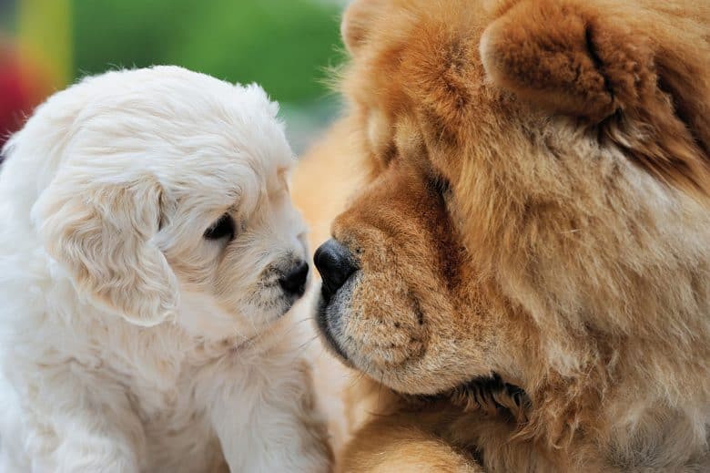 Baby Swiss Shepherd and brown Chow Chow