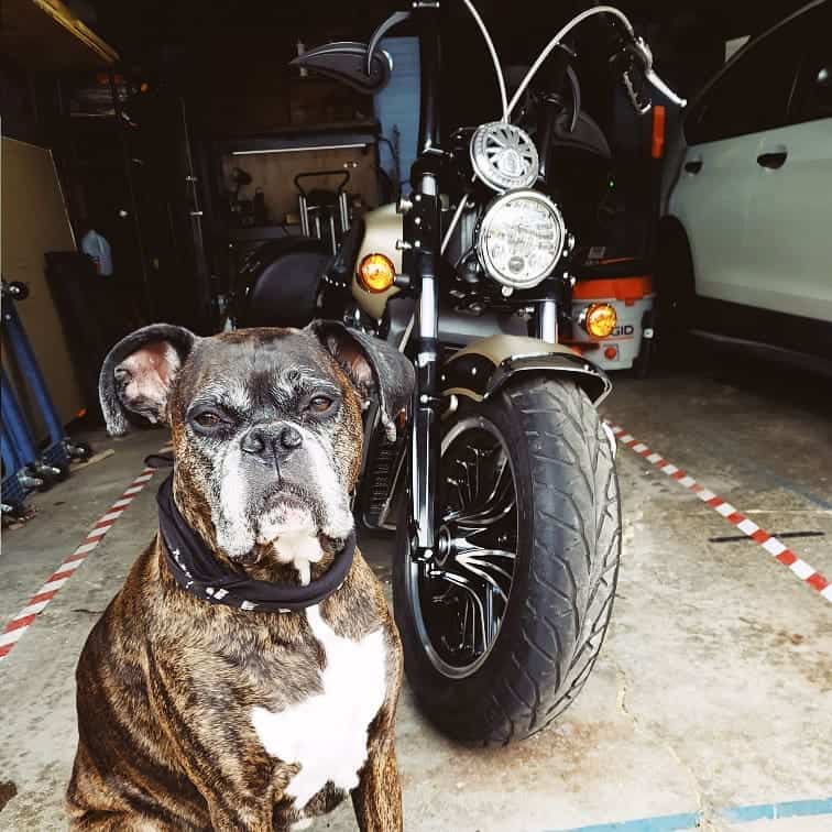Badass-looking Boxer dog
