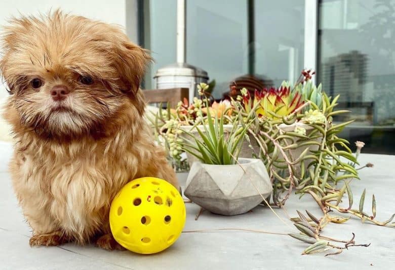 A Mini Shih Tzu puppy wanting to play ball