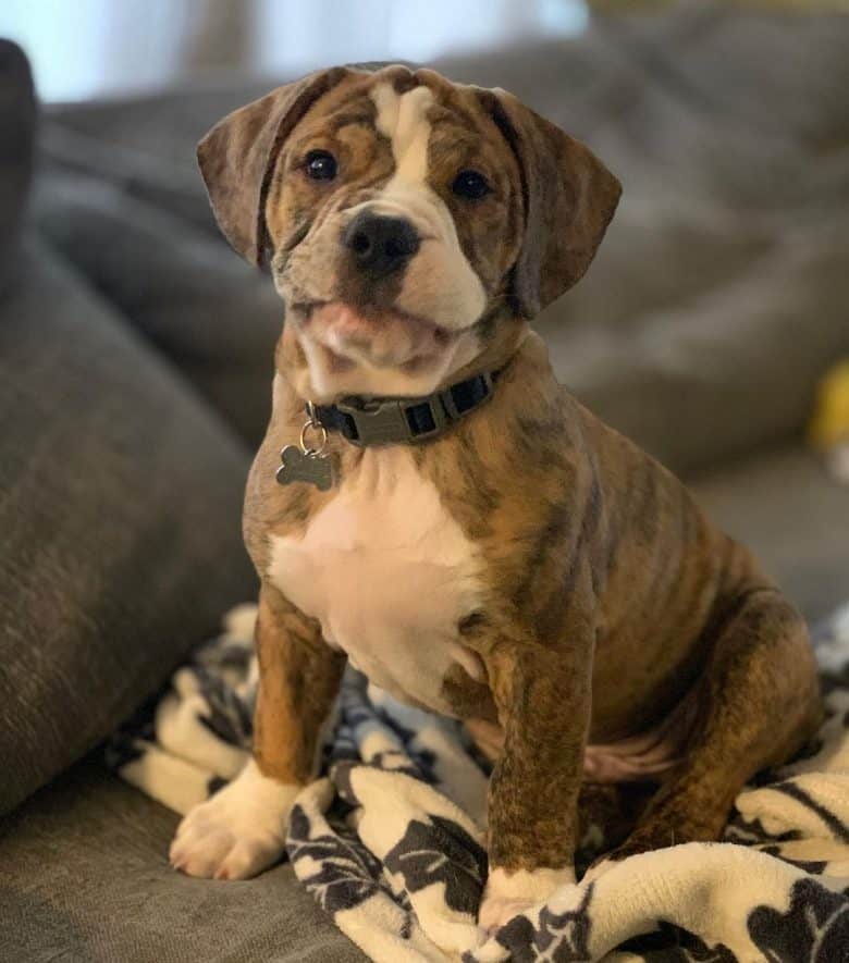 A English Bulldog and Beagle (Beabull) puppy mix sitting on a blankie
