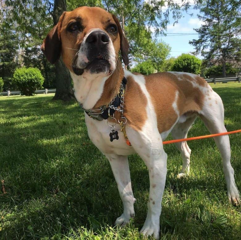 Beagle American Foxhound mix dog portrait