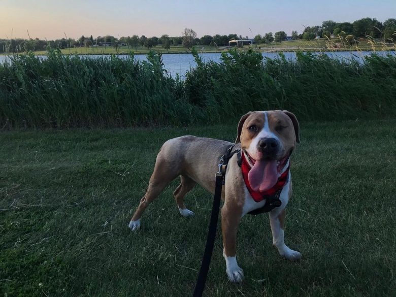 Beagle and Pitbull mix roaming near the lake