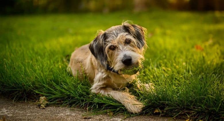 Beagle and Schnauzer mix dog chewing a tennis ball