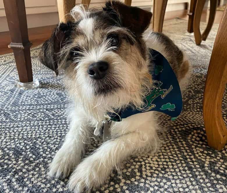 Beagle and Shih Tzu mix dog lying under the table