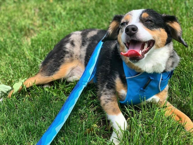 Happy Beagle Australian Shepherd mix dog lying on the grass
