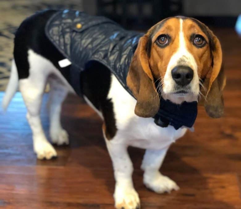 Beagle Basset mix dog wearing a vest
