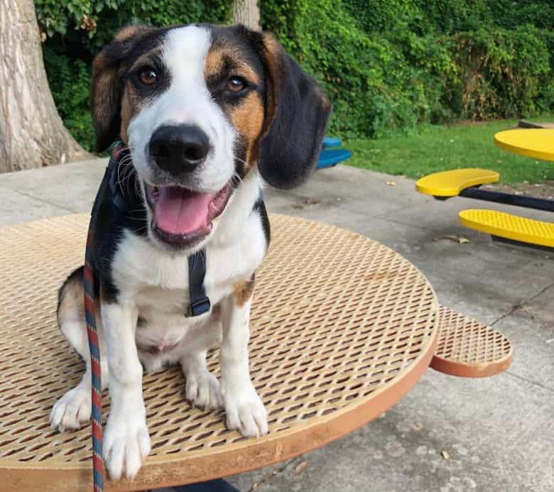 Beagle Border Collie mix dog sitting on the table