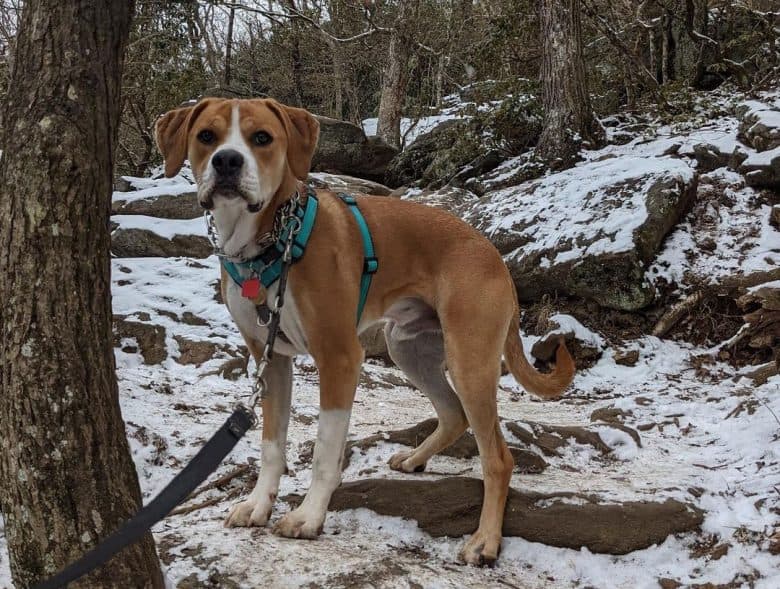 Beagle Boxer mix dog in a snowy adventure