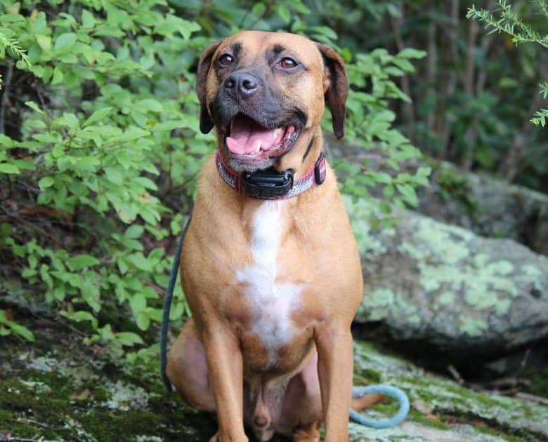 Beagle Boxer mix dog sitting on the nature