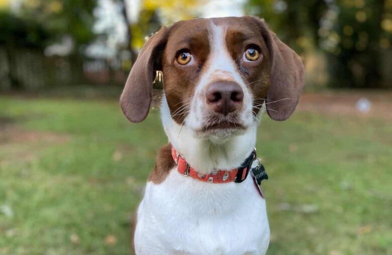 Beagle Brittany Spaniel mix dog portrait