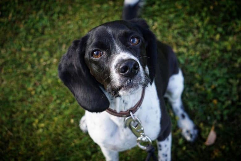 Beagle Cocker Spaniel mix dog portrait