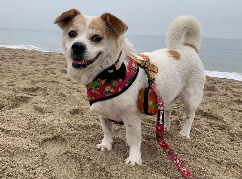 Beagle Corgi mix dog posing on the beach
