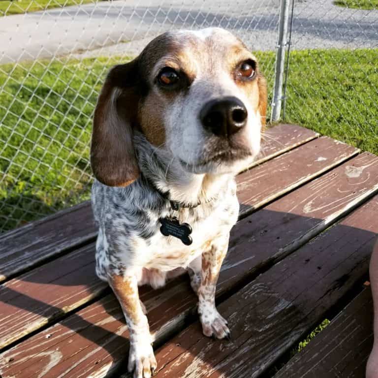 Beagle Colors The Standard & Rare Beagle Coat Colors K9 