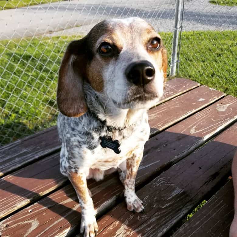 Beagle dog sitting on the wooden bench