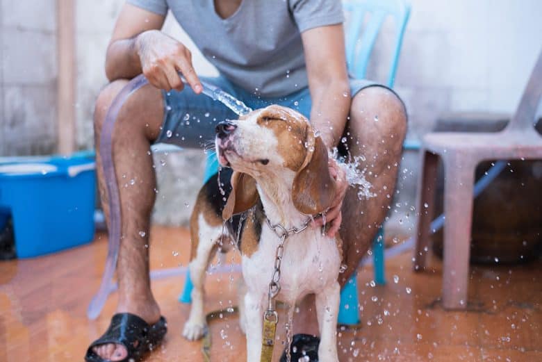 Beagle dog taking a bath