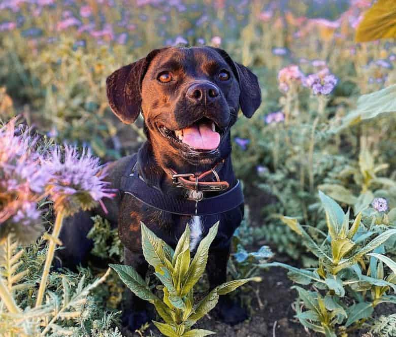 Beagle French Bulldog mix dog posing in the flower garden