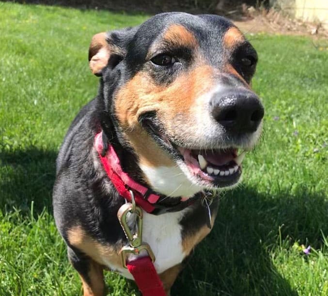 Beagle and German Shepherd mix dog portrait