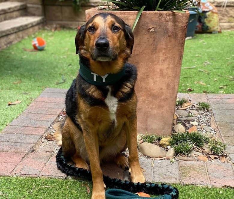 Beagle Golden Retriever mix dog sitting outside