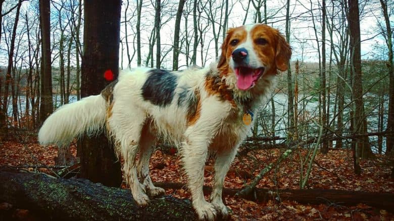 Beagle Great Pyrenees mix dog posing in the woods