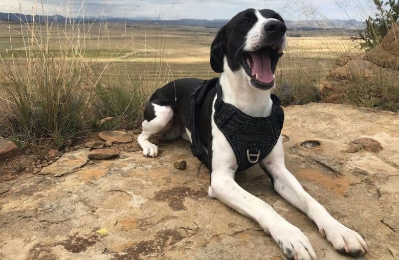 Beagle Italian Greyhound mix dog having fun on the mountain