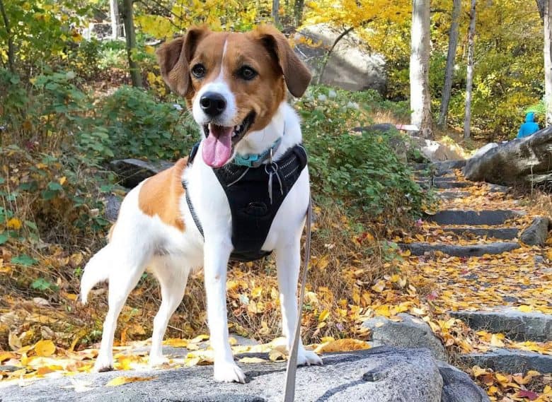 Beagle Jack Russell Terrier mix dog standing on the rock