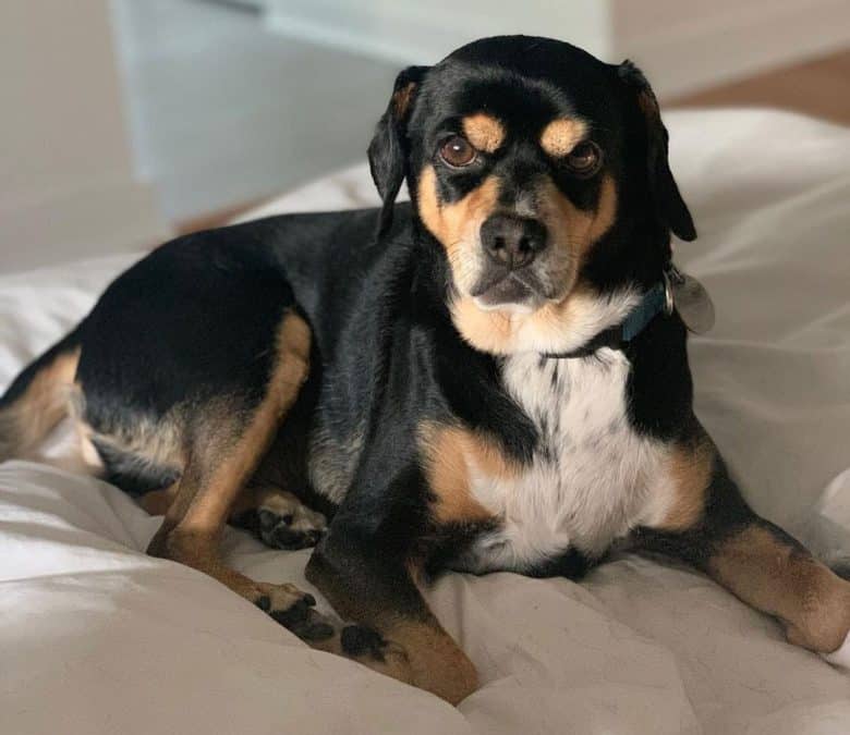 Beagle Miniature Pinscher mix dog lying on his bed