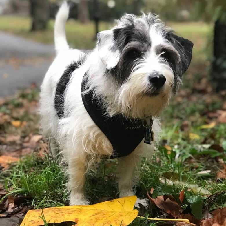Beagle Miniature Schnauzer mix dog portrait