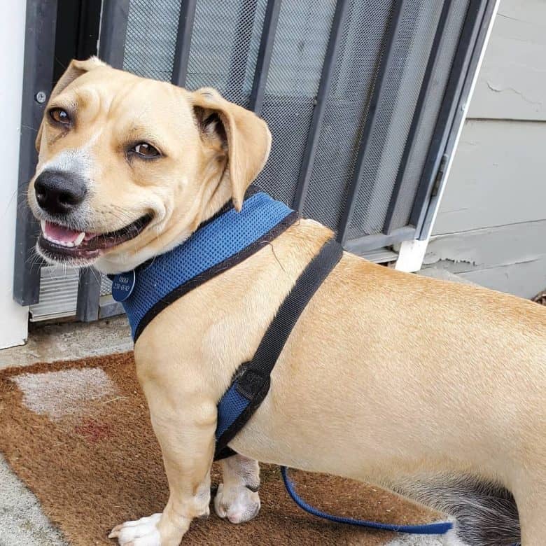 Beagle Pit Bull mix dog portrait