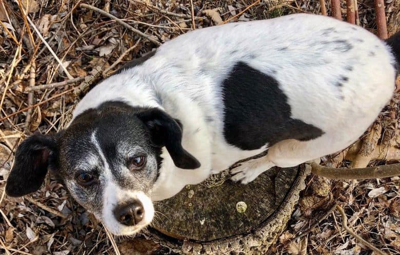 Beagle Rat Terrier mix dog portrait