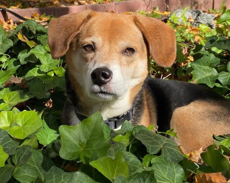Beagle and Shiba Inu mix dog lying on the vegetated spot