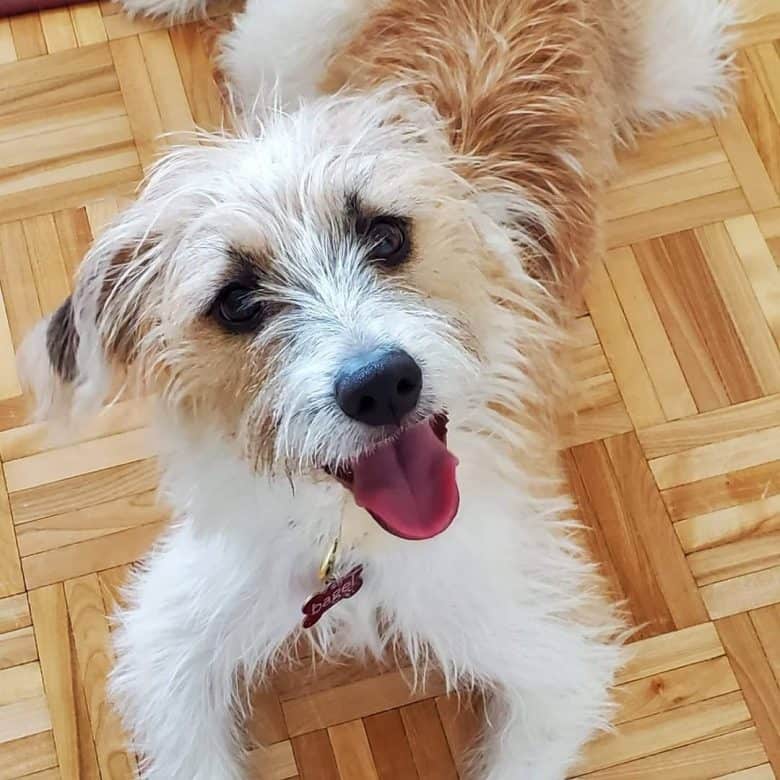 Beagle Shih Tzu mix dog portrait