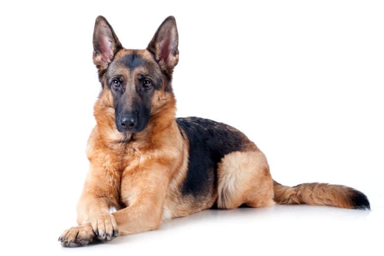 A German Shepherd proudly laying down