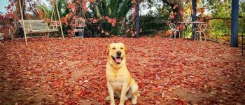 Labrador Retriever sitting in the outdoor patio full of red leaves