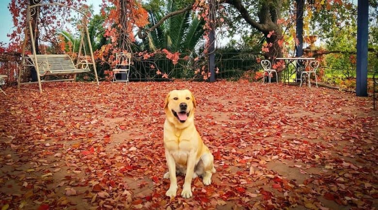 Labrador Retriever sentado en el patio al aire libre lleno de hojas rojas