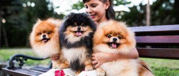 Beautiful little girl hugging three Pomeranian dogs