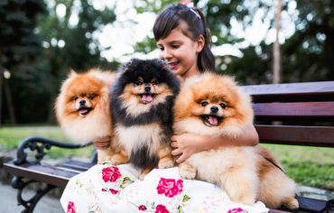 Beautiful little girl hugging three Pomeranian dogs