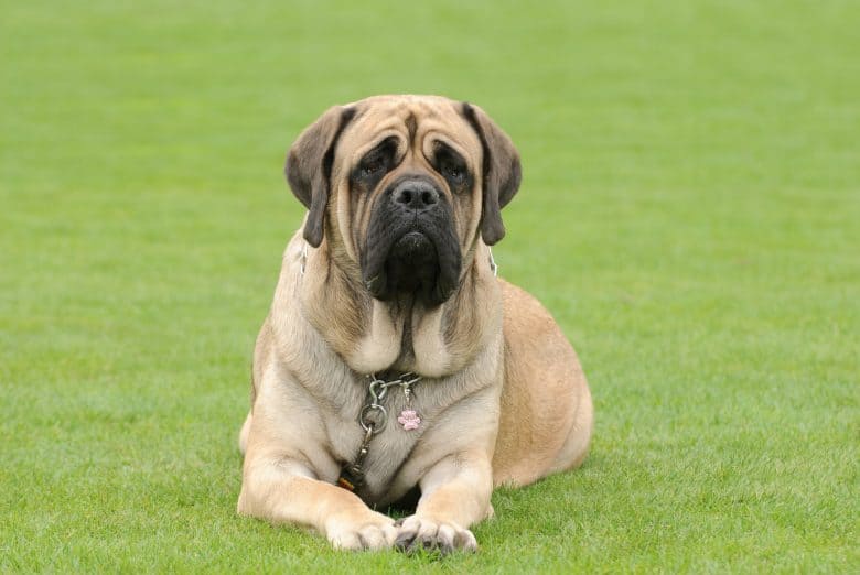 an English Mastiff behave laying on grass