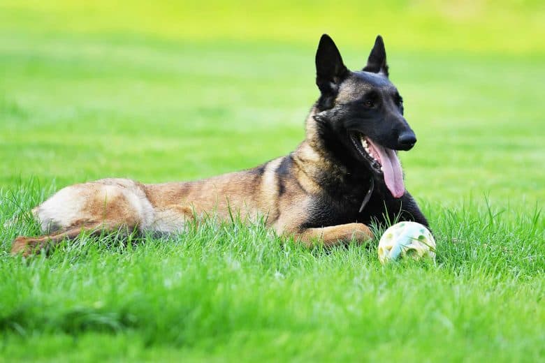 A laying Belgian Malinois dog laying on the grass