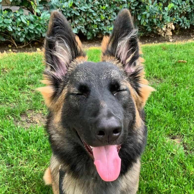 The Belgian Malinois German Shepherd mix looking cute