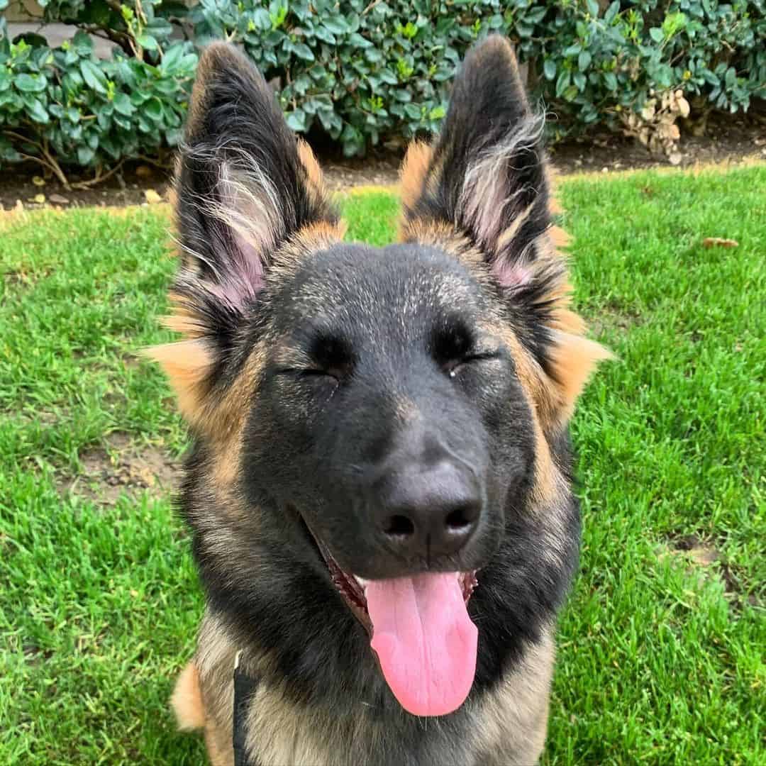 Is the Belgian Malinois German Shepherd Mix the Dog For You? K9 Web