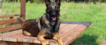 Belgian Malinois German Shepherd mix sitting on a bench
