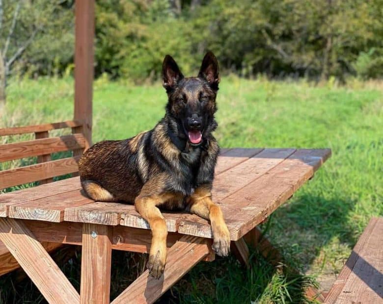 Belgian Malinois German Shepherd mix sitting on a bench