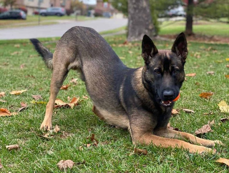 The Belgian Malinois German Shepherd mix playing and chewing ball