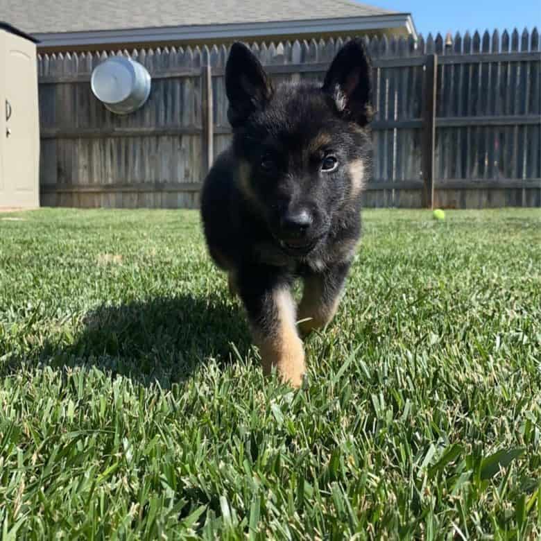 The Belgian Malinois German Shepherd mix puppy