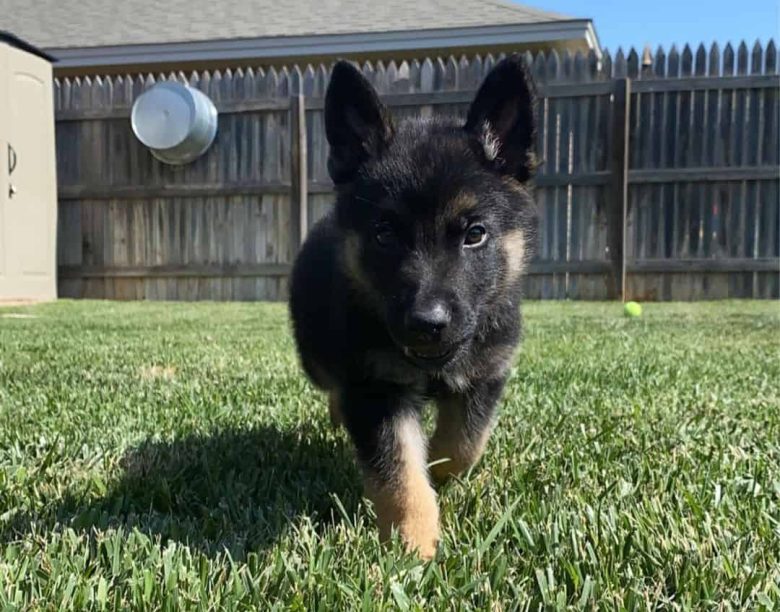 The Belgian Malinois German Shepherd mix puppy