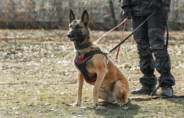 a working Belgian Malinois on training